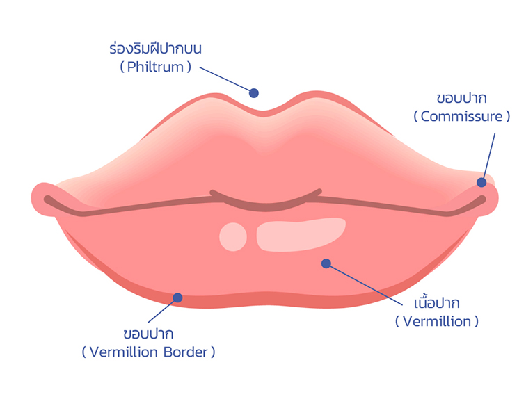 ลักษณะปากกระจับ